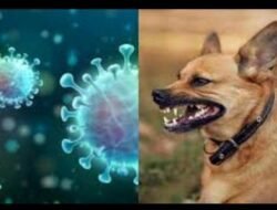 KHUNTO Husu Governu Buka Solusaun Prevene Vírus Rabies