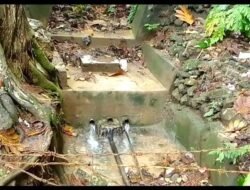 Natureza Ne’ebe Uniko, Komunidade Konsumu Bee Matan Natural No Konserva Ba Tempu Naruk